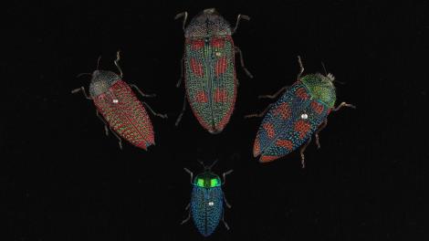 Four red, green and blue iridescent coloured beetles on a black background